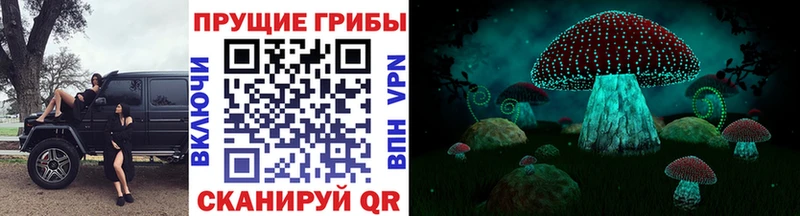 закладка  Сорск  Псилоцибиновые грибы Cubensis 